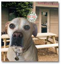 Dog Friendly outdoor seating